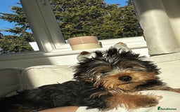 Yorkshire Terrier dogs for stud: A Charming Yorkshire Terrier Stud Looking for Love - Image 5