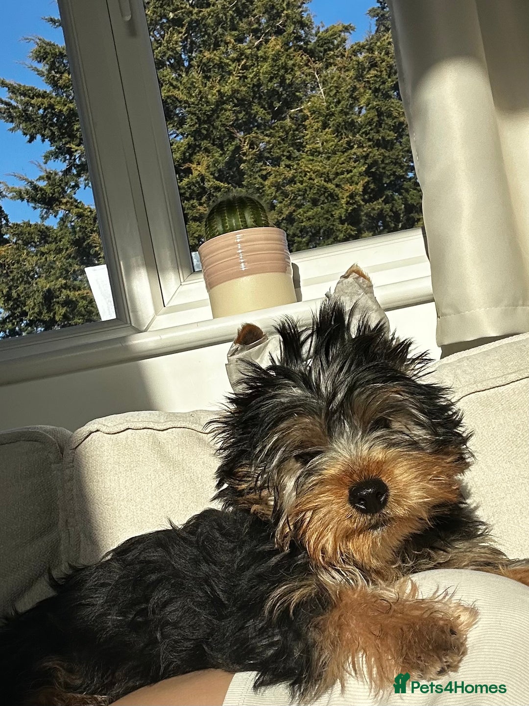 Yorkshire Terrier dogs for stud: A Charming Yorkshire Terrier Stud Looking for Love - Image 5