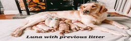 Golden Retriever dogs for sale: Exceptional Golden Retriever Puppies Due 04/26   - Advert 1