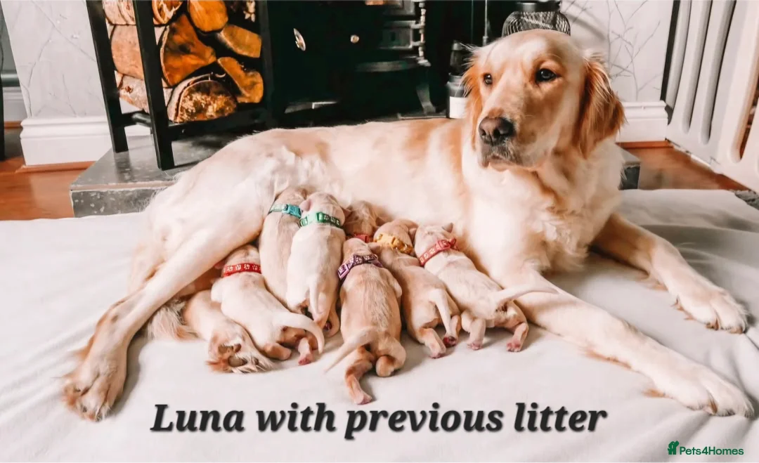 Golden Retriever dogs for sale: Exceptional Golden Retriever Puppies Due 04/26   - Advert 1