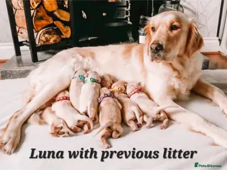 Golden Retriever dogs Exceptional Golden Retriever Puppies Due 04/26 - Advert 1