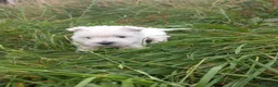 West Highland Terrier dogs for sale: Wonderful West Highland White Terrier Girl Puppy - Advert 4