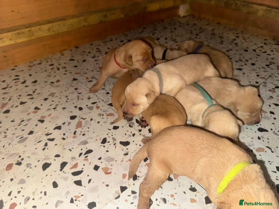 Labrador Retriever dogs for sale: Red and dark yellow KC labrador puppies  - Advert 6