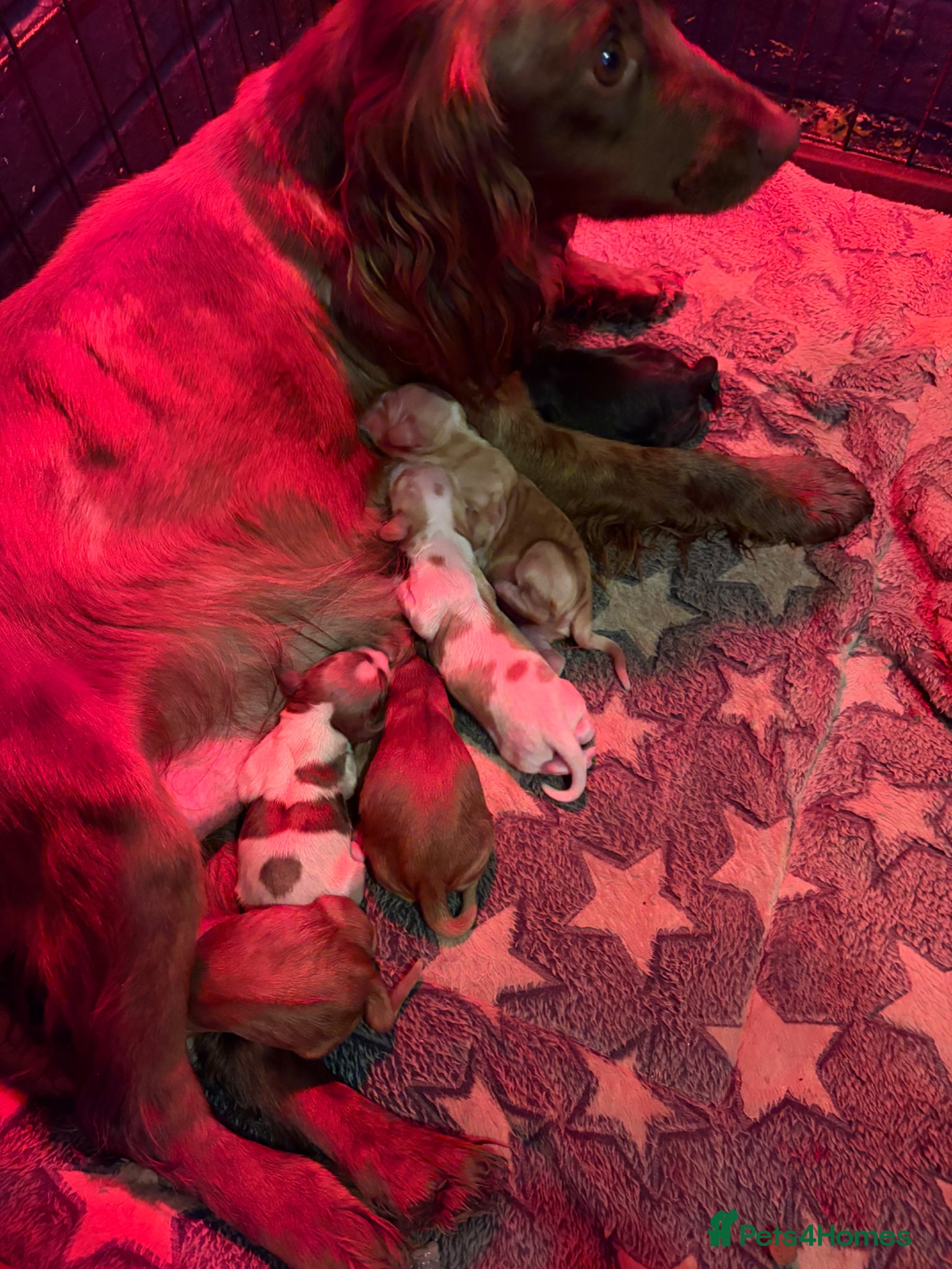 Cocker Spaniel dogs 🌟 COCKER SPANIEL PUPPIES 🌟  - Advert 1