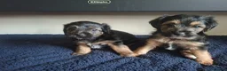 Mixed Breed dogs for sale: Beautiful black, tan and white pups - Advert 5