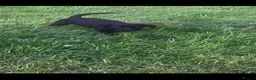 Labrador Retriever dogs for sale: Fantastic Labrador Pups - Advert 10