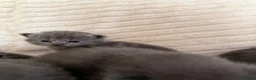 Scottish Fold cats for sale: 8 Beautiful blue Scottish folds  - Advert 19