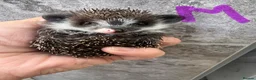 Pygmy Hedgehog rodents for sale: 8wk old APH babies various masks/ colours  - Advert 2