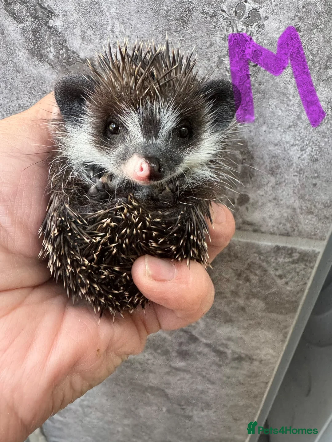 Pygmy Hedgehog rodents for sale: 8wk old APH babies various masks/ colours  - Advert 2