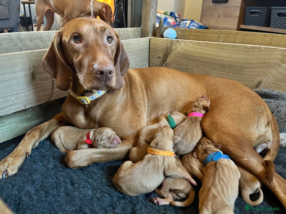Hungarian Vizsla dogs for sale: 8 stunning Vizsla puppies  - Advert 5