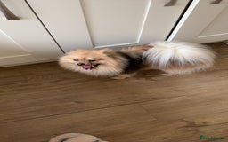 Pomeranian dogs for stud: Pomeranian Stud  - Image 2