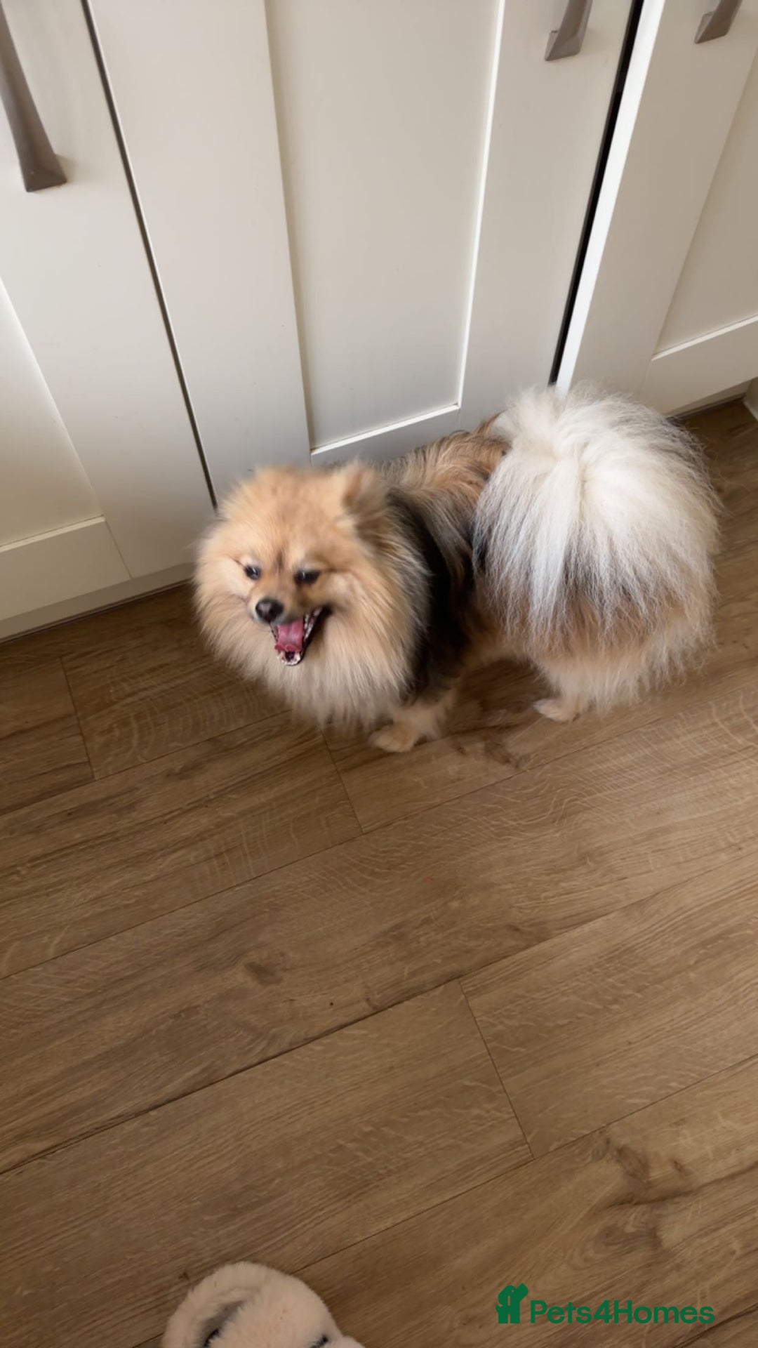 Pomeranian dogs for stud: Pomeranian Stud  - Image 2