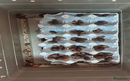 Bearded Dragon reptiles for sale: Juvenile Bearded Dragon PLUS full setup - Image 25