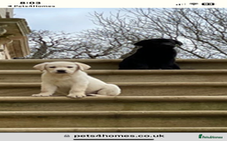 Labrador Retriever dogs for sale: Labrador puppies  🐶  - Image 6
