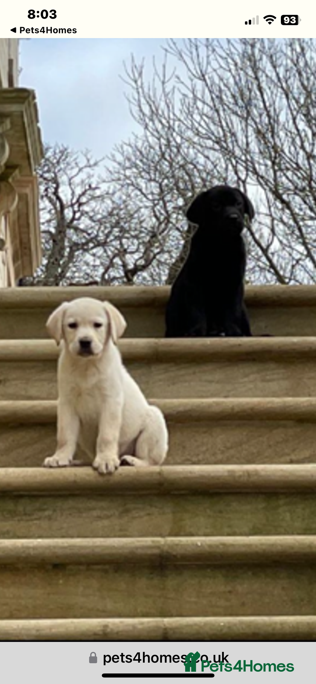 Labrador Retriever dogs for sale: Labrador puppies  🐶  - Image 6