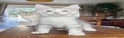 Maine Coon cats for sale: 💝Magnificent large TICA kittens 💖 - Advert 23