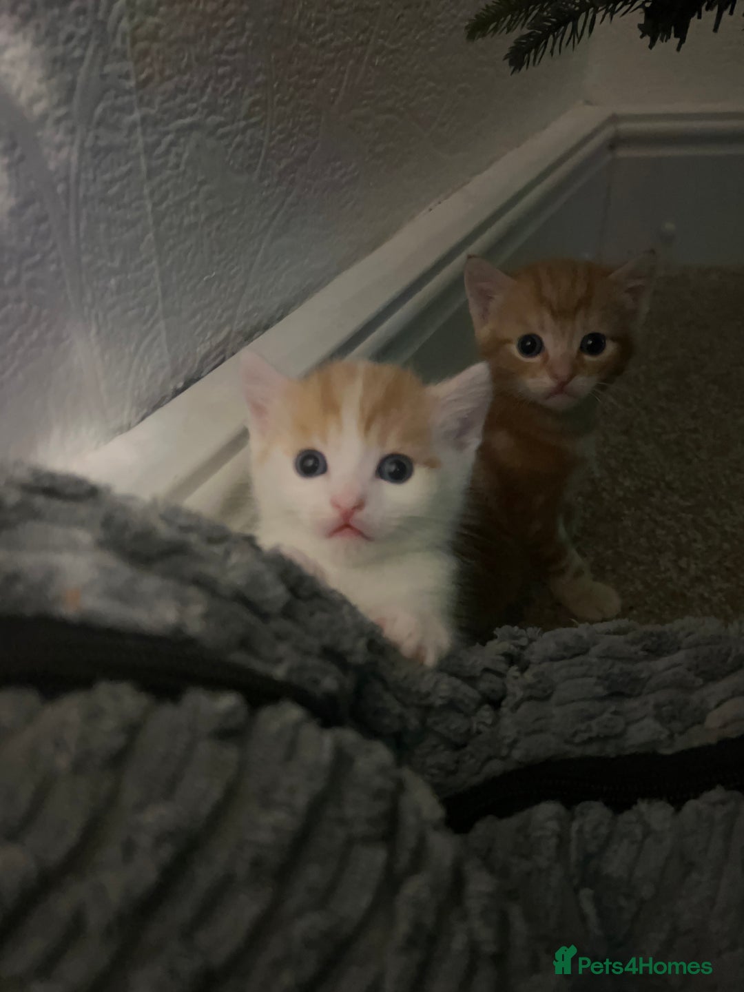 Mixed Breed cats for sale: Mixed breed kittens loving for their forever home - Advert 16