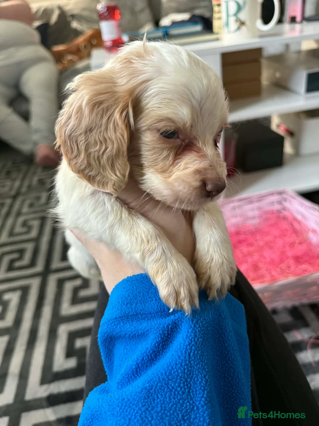 Sprocker dogs for sale: stunning sprocker spaniels!!! - Advert 2