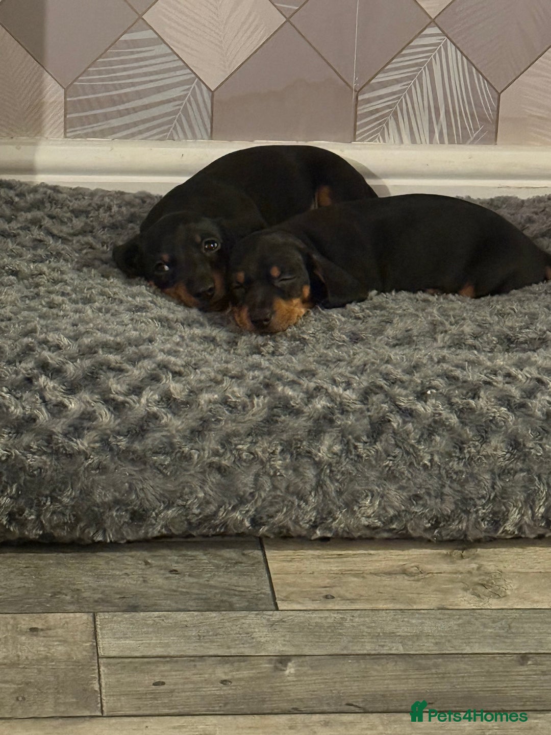 Dachshund dogs for sale: dachshund puppies LAST puppy left  - Advert 4