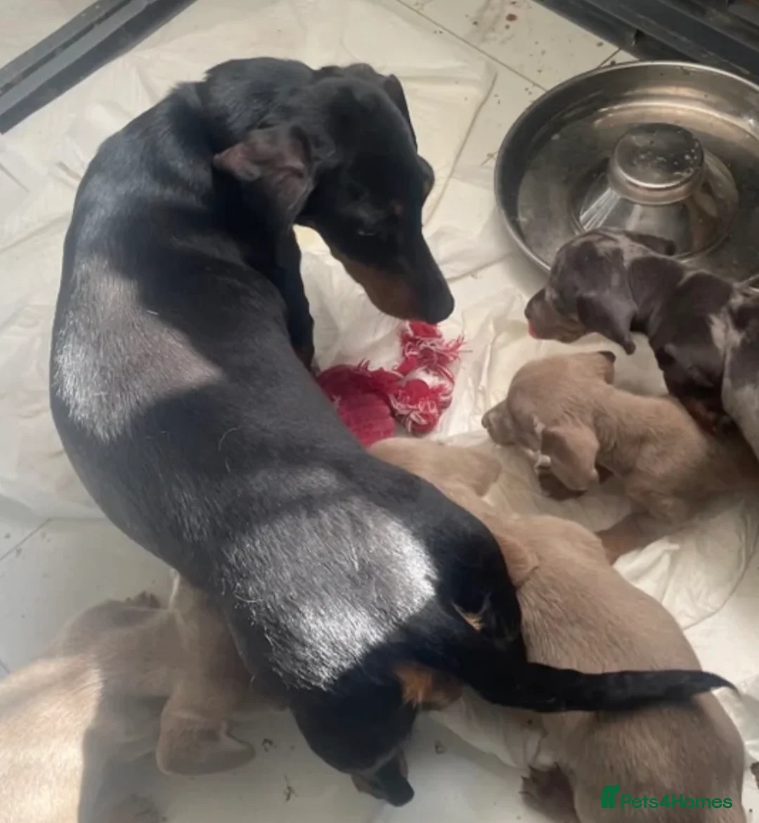 Dachshund dogs for sale: Miniature dachshund  - Advert 2