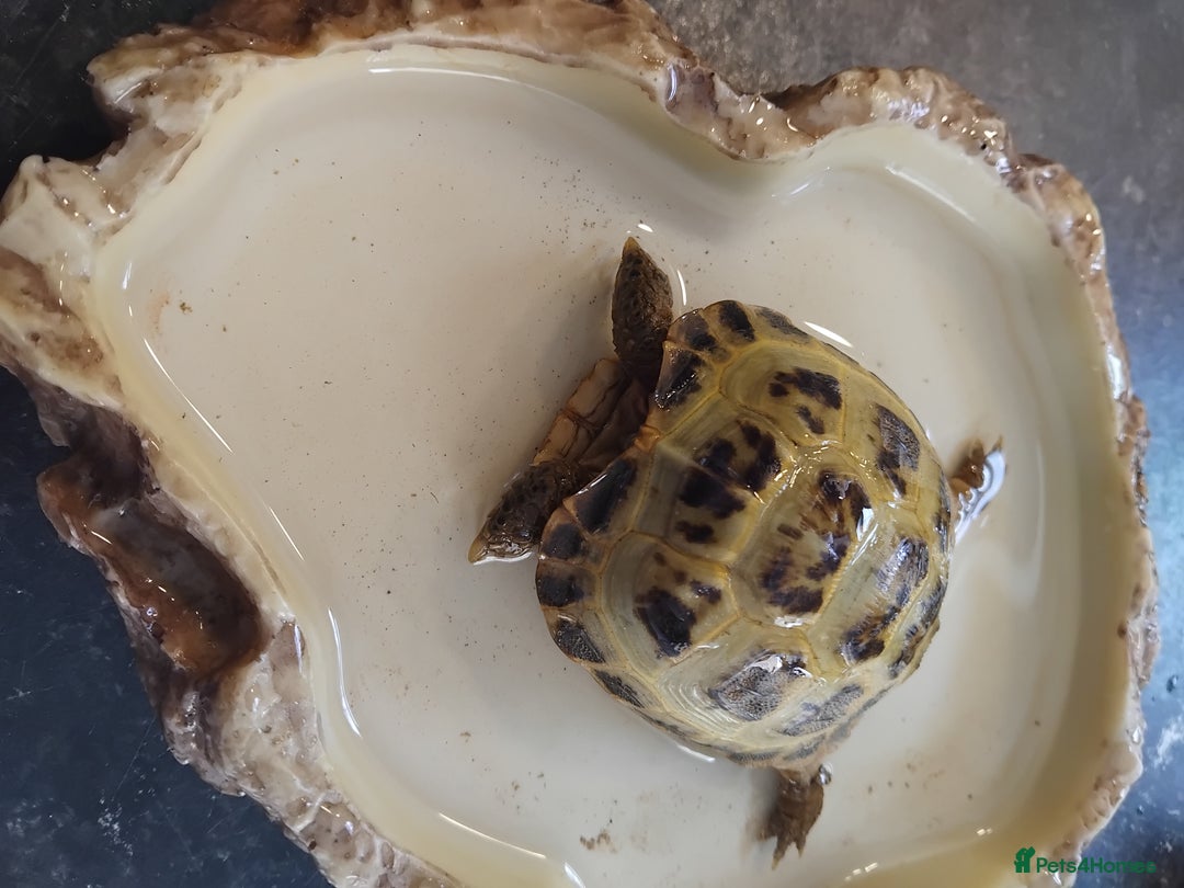 Tortoise reptiles for sale: Horsefield tortoise  - Image 7