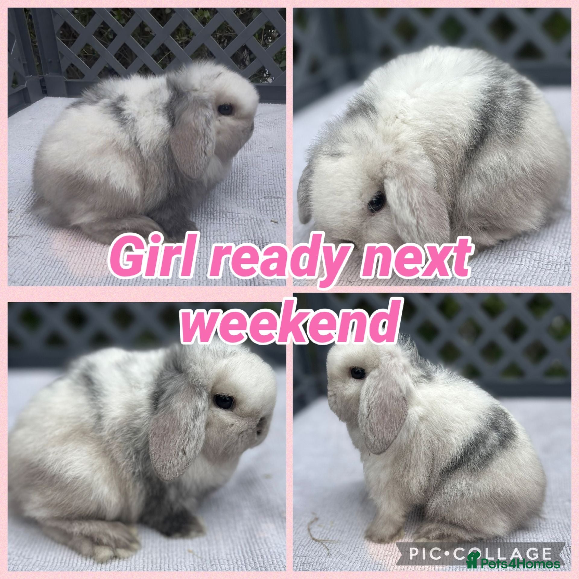 Mini Lop rabbits READY TO RESERVE NOW PEDIGREE MINI LOP - Advert 17