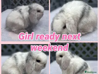 Mini Lop rabbits READY TO RESERVE NOW PEDIGREE MINI LOP - Advert 17