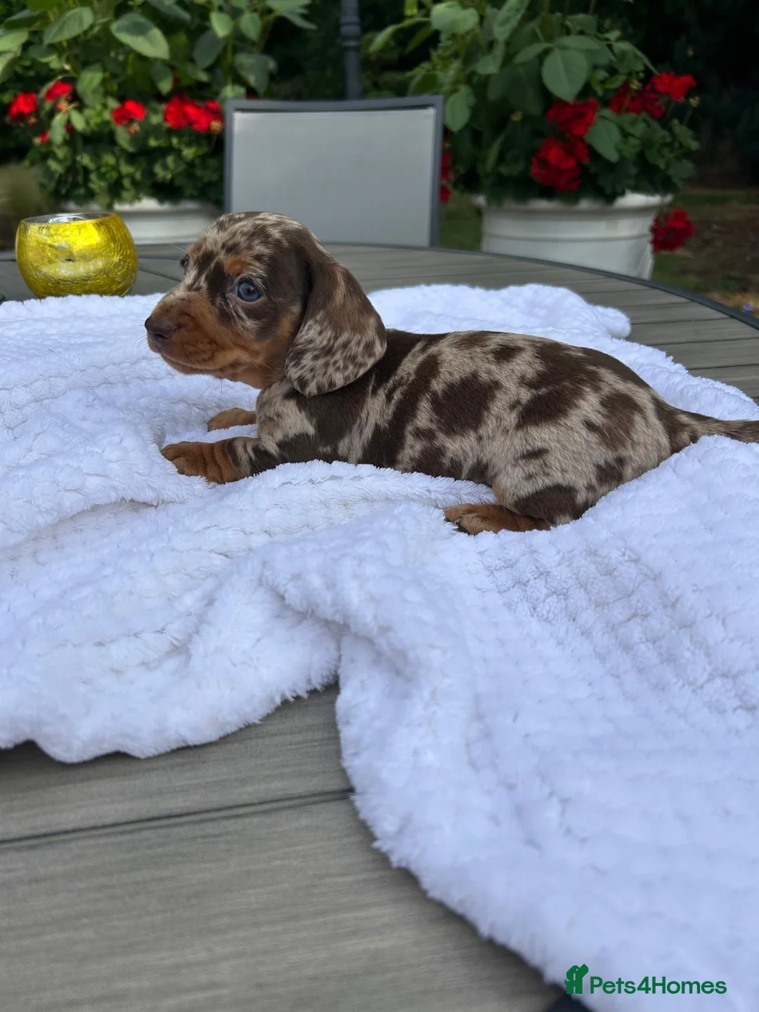 Miniature Dachshund dogs for sale:  🐾 Adorable Puppies Ready for Loving Homes! 🐾 - Advert 1