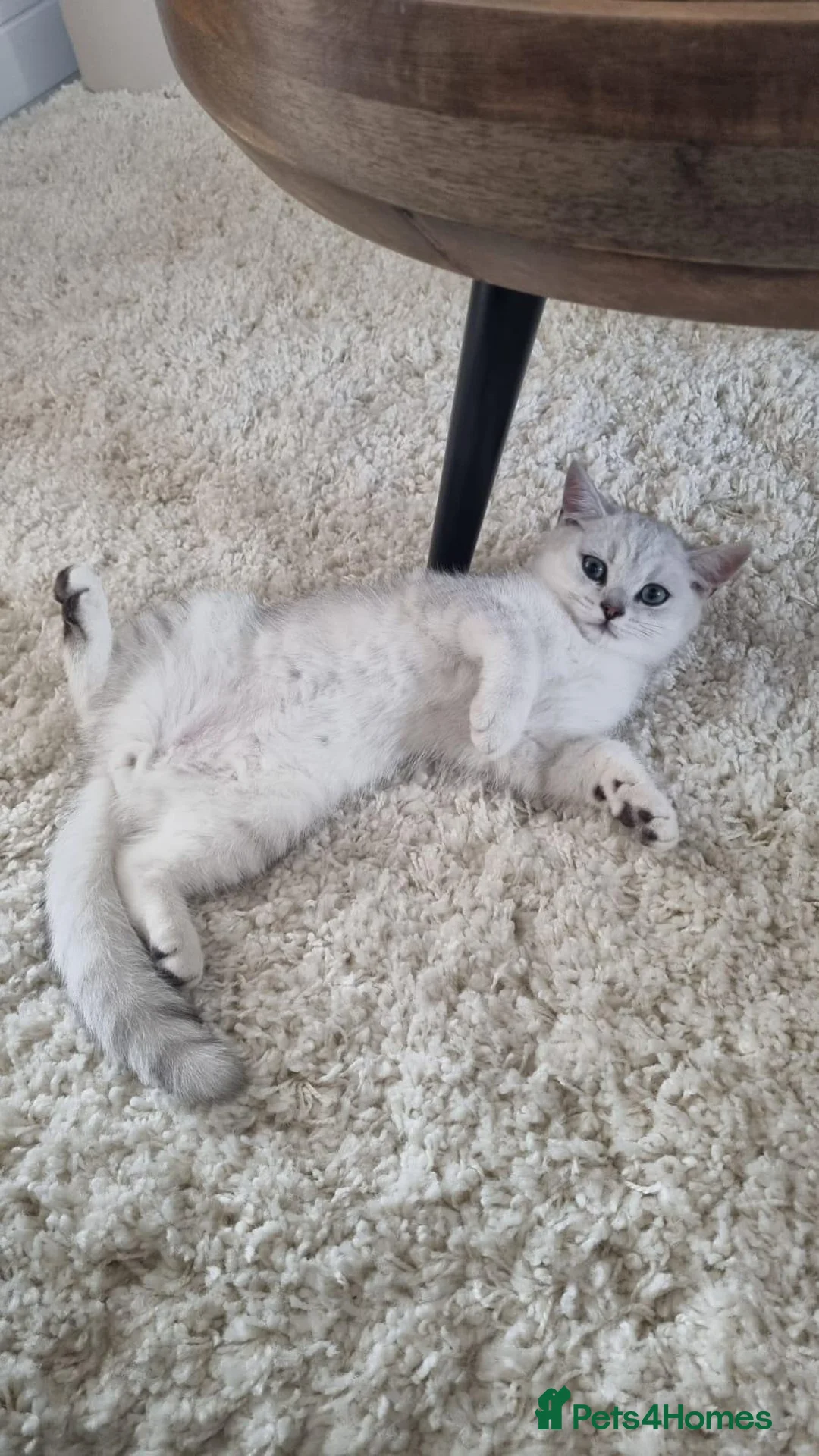 British Shorthair cats for sale: Male British Shorthair Kitten  - Advert 2