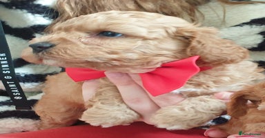 Coton De Tulear dogs - Advert 9