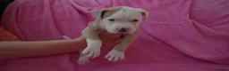 American Bulldog dogs for sale: Outstanding Merle American Bulldogs - Advert 6