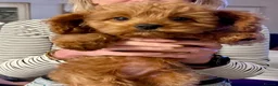 Cavapoo dogs for sale: F1 Red Cavapoo puppies ( health tested) - Advert 23
