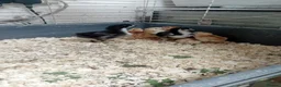 Chickens poultry for sale: Serama and black copper maran chicks - Advert 3