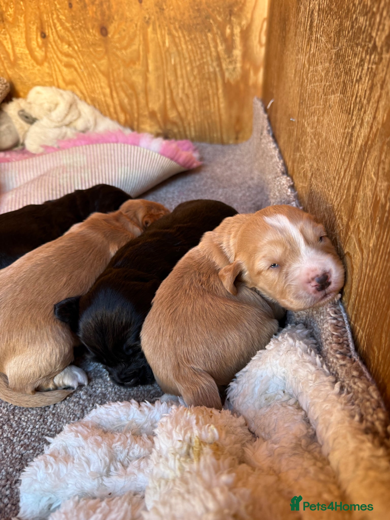 Cocker Spaniel dogs 3 stunning working cocker spaniel babies for sale - Advert 11
