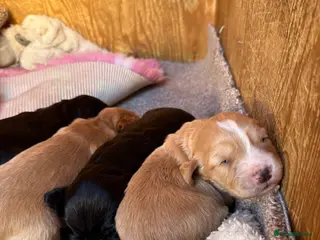 Cocker Spaniel dogs 3 stunning working cocker spaniel babies for sale - Advert 11