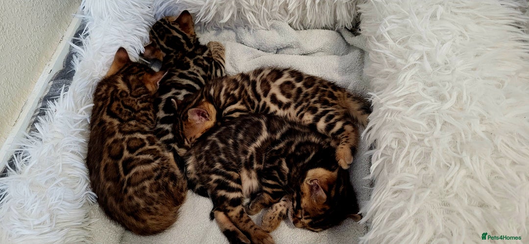 Bengal cats for sale: Pedigree,  TICA, loving, luxurious bengals - Advert 8