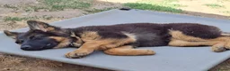 German Shepherd dogs for sale: Reluctant sale of our GSD - Advert 9