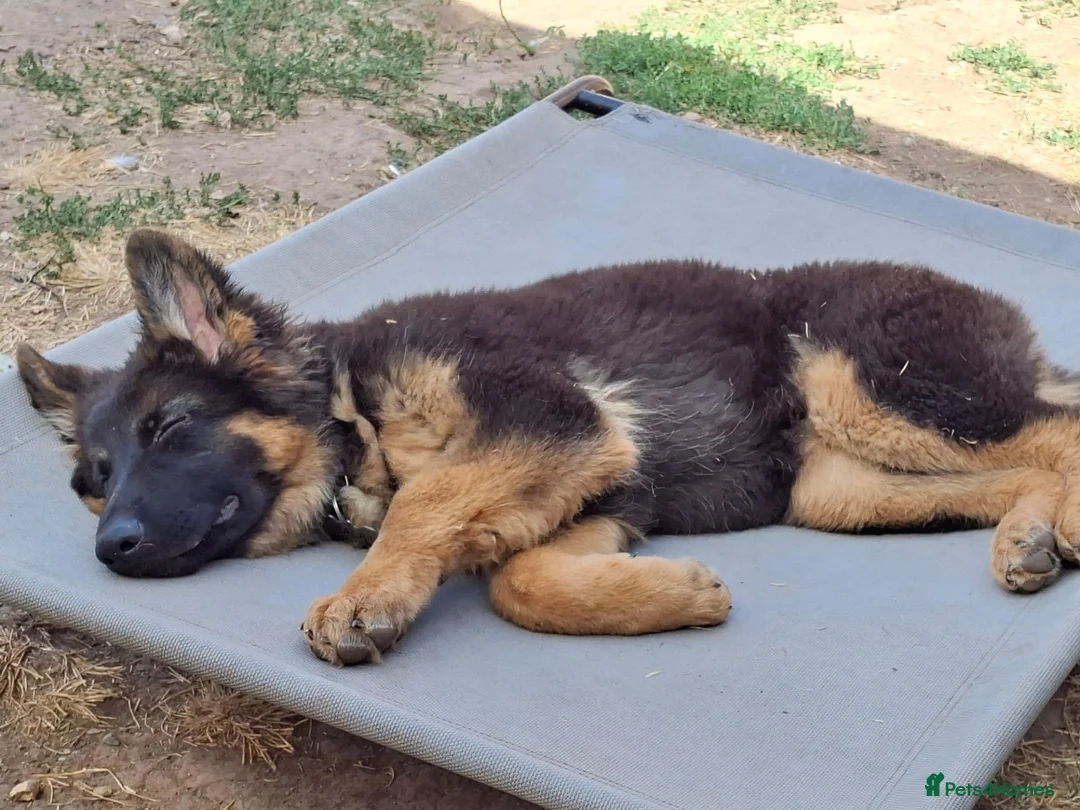 German Shepherd dogs for sale: Reluctant sale of our GSD - Advert 9