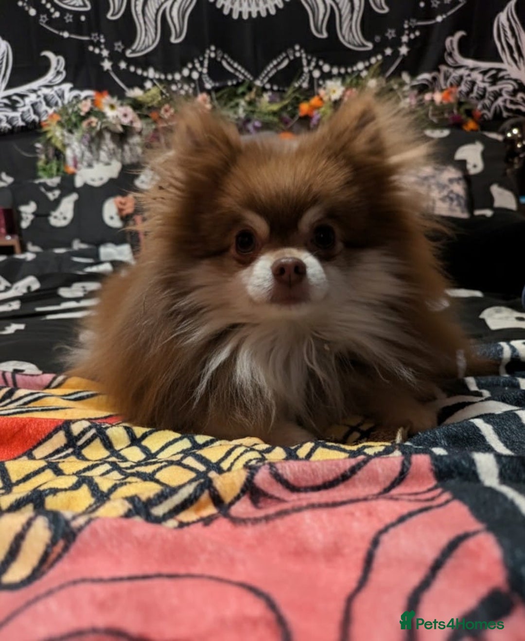 Pomeranian dogs for sale: Russian import boy Looking for his forever home  - Image 2