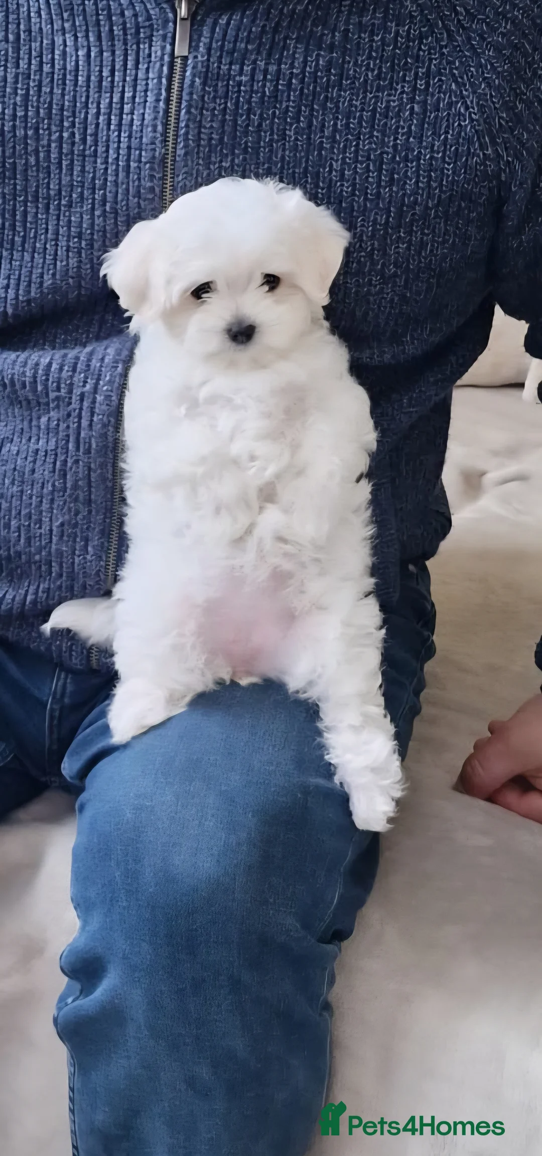 Maltese dogs for sale: Beautiful Maltese puppies  in Portsmouth - Advert 5
