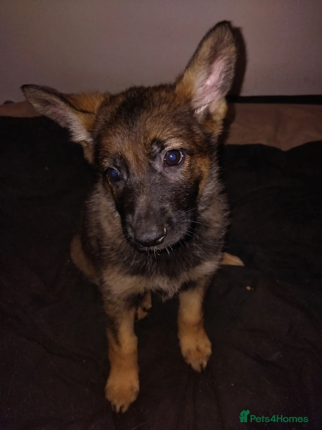 German Shepherd dogs for sale: German shepherd Czech line pups kc registered  - Advert 31
