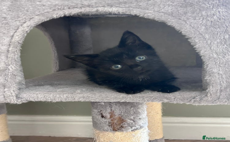 Mixed Breed cats - Advert 12