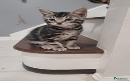 Mixed Breed cats for sale: Gorgeous mixed breed kittens for sale  - Image 14