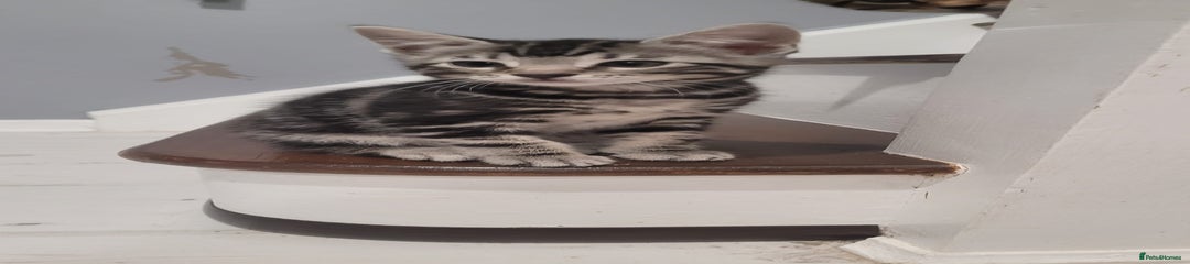 Mixed Breed Kitten 9