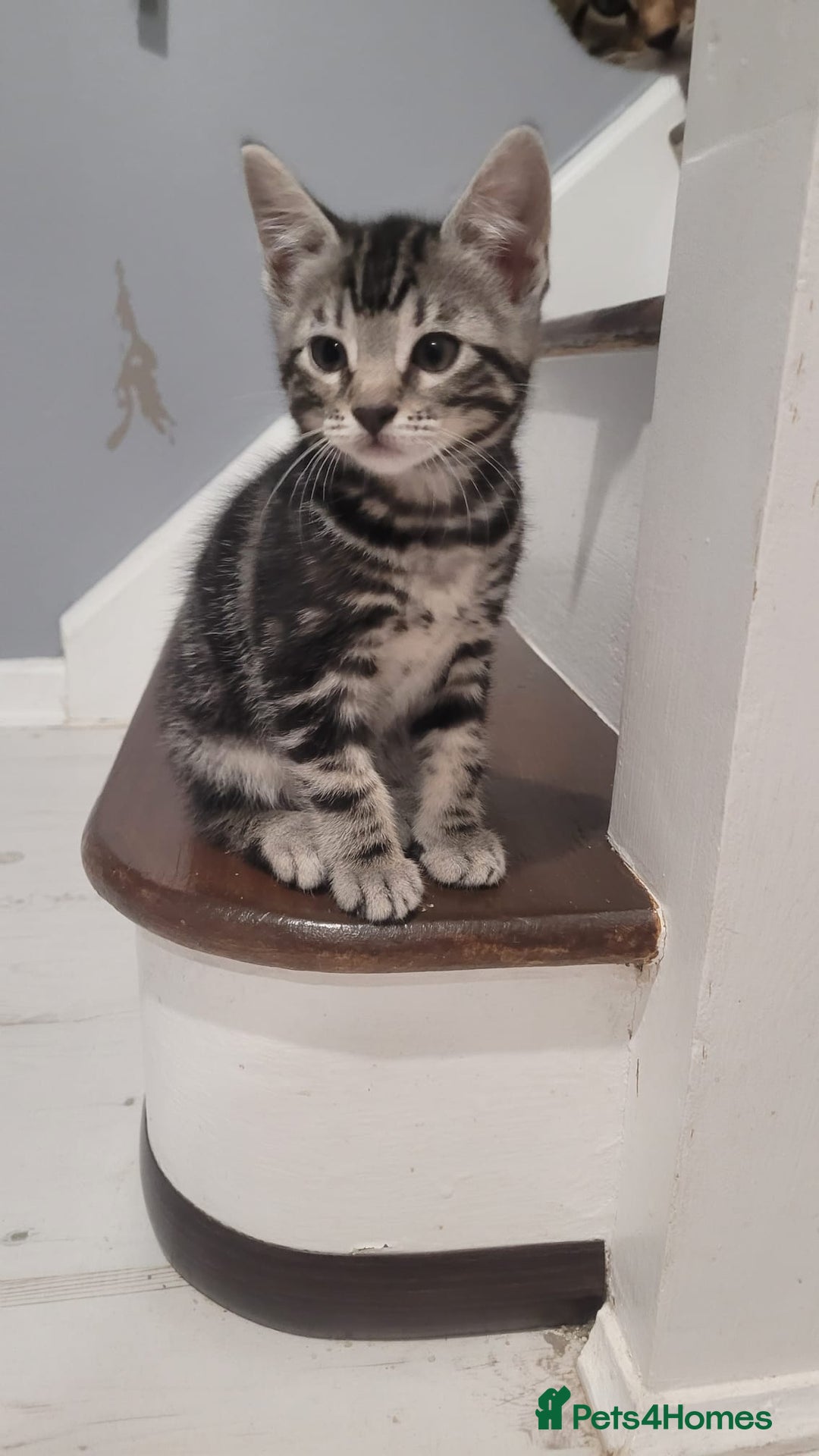 Mixed Breed cats for sale: Gorgeous mixed breed kittens for sale  - Image 14