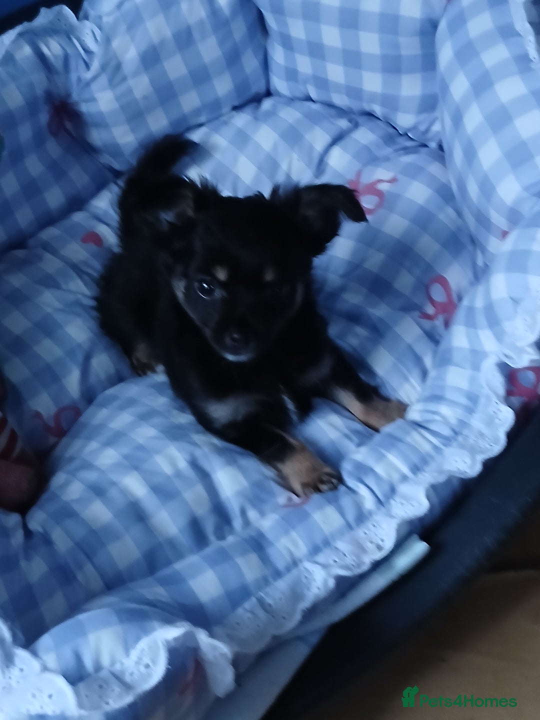 Chihuahua dogs for sale: Rare!! chocolate merle girl and black n tan boy - Advert 10