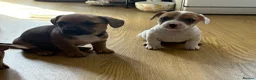 Mixed Breed dogs for sale: 5 Beautiful pups  in Stratford-upon-Avon - Advert 4