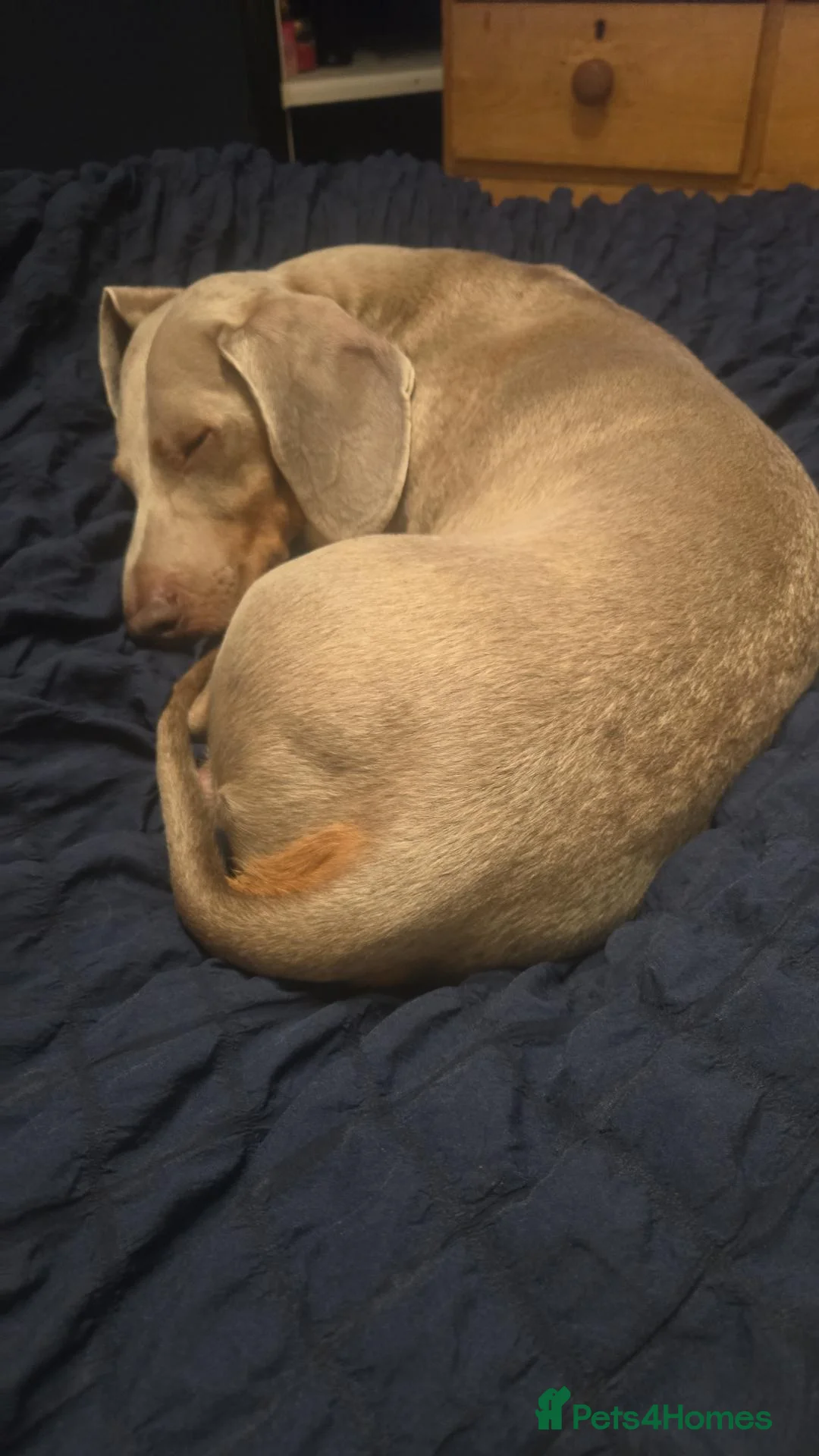 Dachshund dogs for stud: Milo Jefferson  in Guisborough - Advert 7