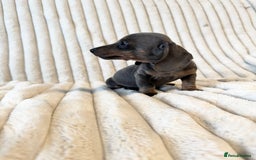 Miniature Dachshund dogs for sale: LAST 2 BOYS Miniature smooth Dachshund puppies - Image 12