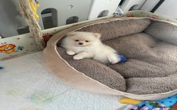 Pomeranian dogs for sale: Beautiful Pomerian Boy  - Image 17